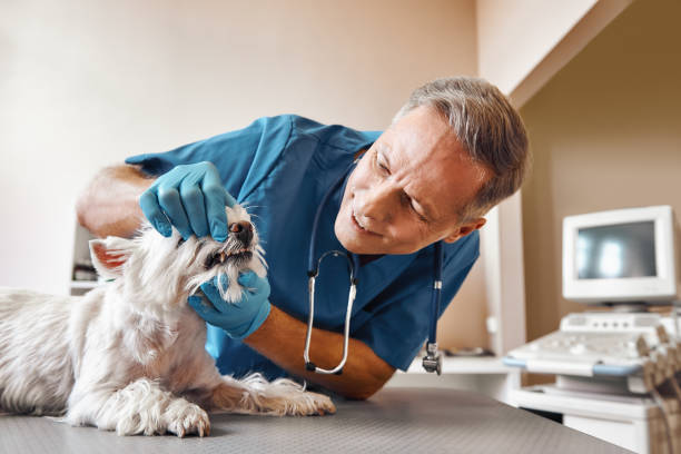 Best After-Hours Emergency Dentist in Springfield, CO